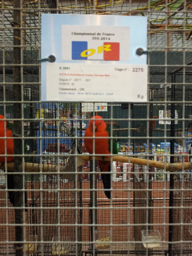 Championnat de France d'Oiseaux de cages et de volières 20141134