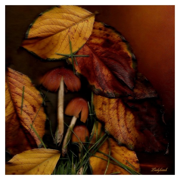 l'automne ( nature morte ) Photo_10