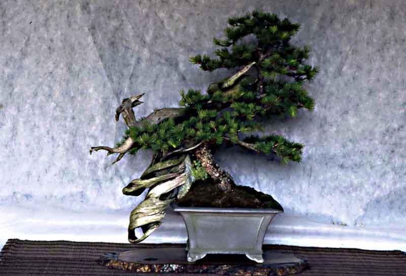 Larix decidua battezzato “Inshogataishi Tanuki”. Larice11