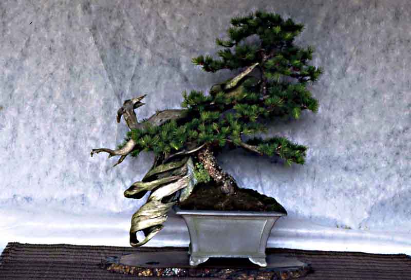  Larix decidua battezzato “Inshogataishi Tanuki”. Larice11