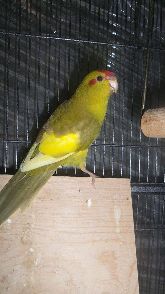 Kakariki à cédé en belgique Région Liégoise 10407410