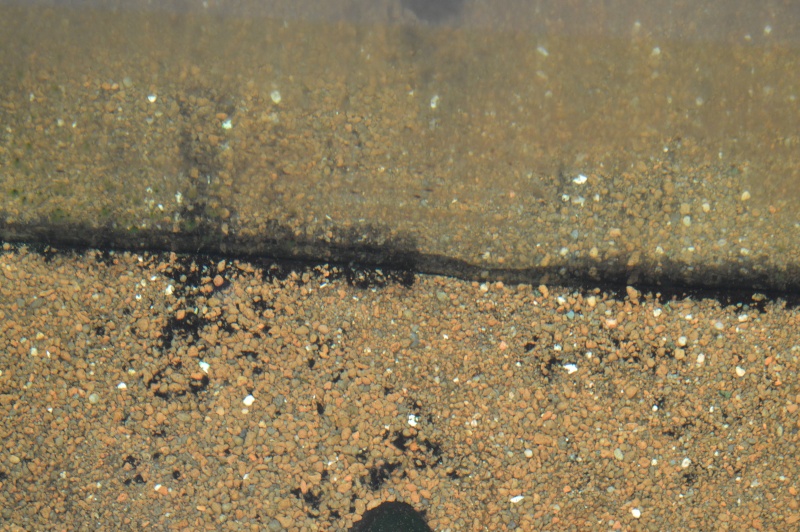 Algue??? sur le sol. Dsc_3016