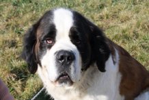 concours n° 66 : Le regard de mon saint Bernard me dit .... ? Getatt10