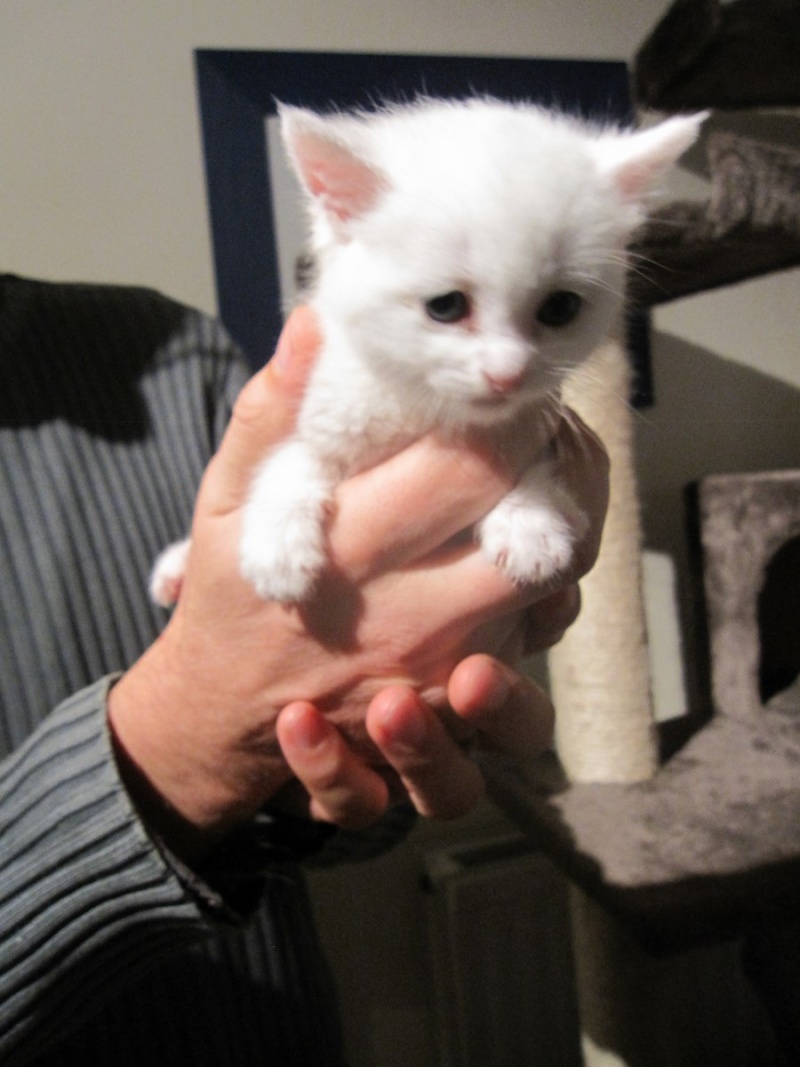 Javelle, chatonne type européen blanche, née le 01/10/2014 Img_0732