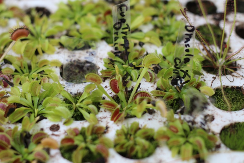 Suivi semis et germination Dionaea [Ted82] - Page 5 Img_0626