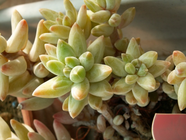 Pachyphytum 'Chiseled Stones' Pachyp10