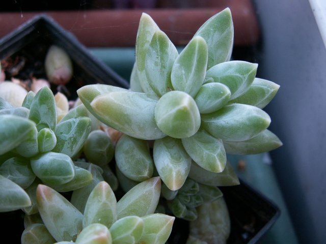 Pachyphytum 'Chiseled Stones' Pachyp11
