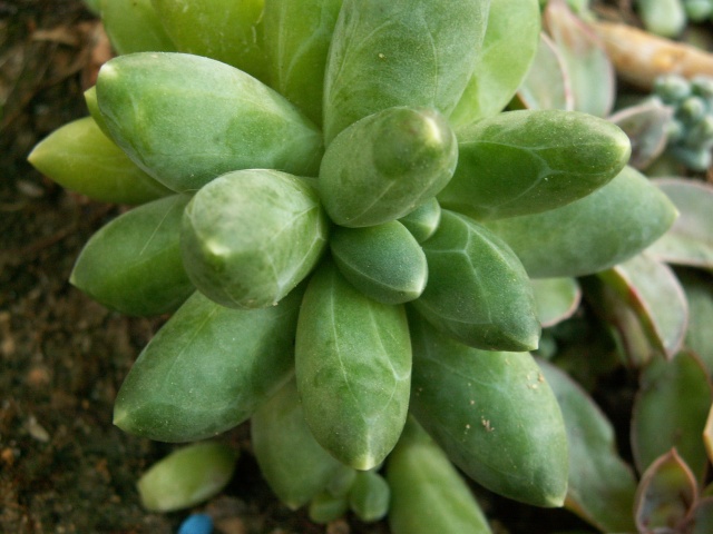 Pachyphytum 'Chiseled Stones' Pachyp12