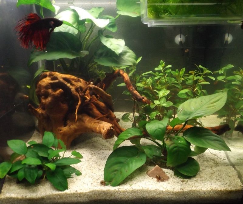 110L compartimenté pour mes bettas :) - Page 2 Voile_46