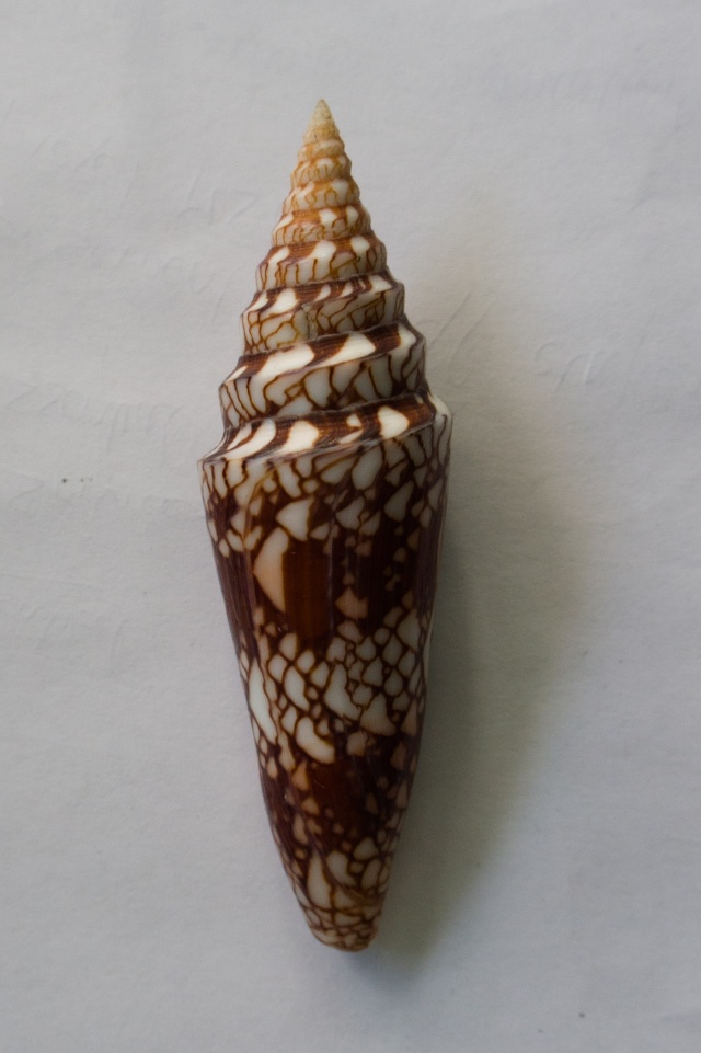 Conus (Leptoconus) milneedwardsi  Jousseaume, 1894 C410