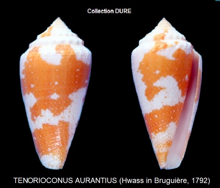 Conus (Stephanoconus) aurantius  Hwass in Bruguière, 1792 Panora11
