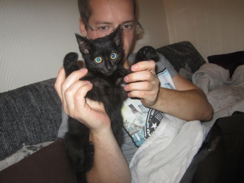 Galibo ( Pringles ), chaton noir, né mi-juillet 2014. Img_2511