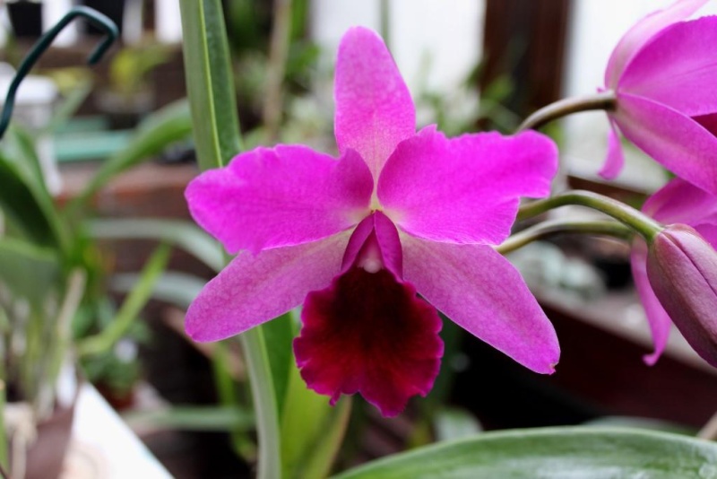 Orchideen 2011 - 2015 Teil 1 - Seite 83 Kopie_13