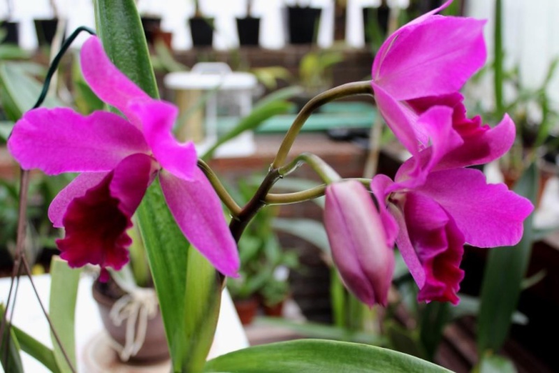 Orchideen 2011 - 2015 Teil 1 - Seite 83 Kopie_14