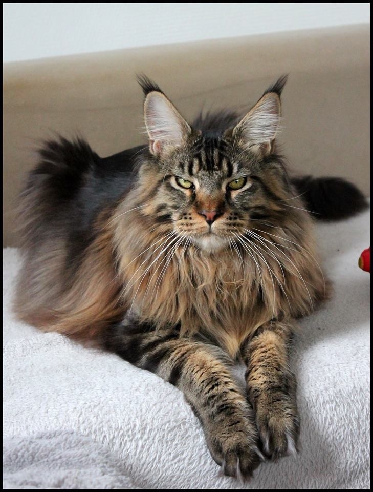 chat - Le Maine Coon Image17