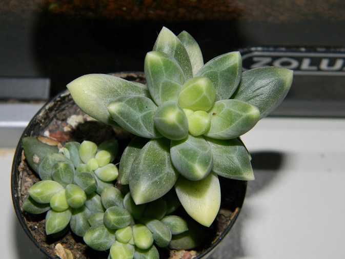 Pachyphytum 'Chiseled Stones' Pach110