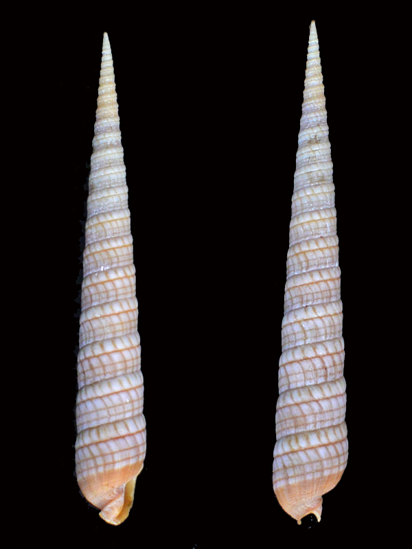 Terebra babylonia - Lamarck, 1822 _dsc8113