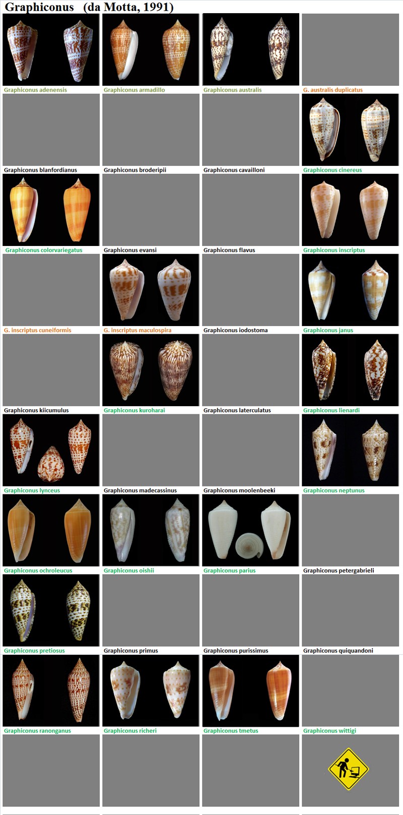 Conidae Conus (Phasmoconus) Ex Conidae Graphiconus mais ça c'était avant Graphi10
