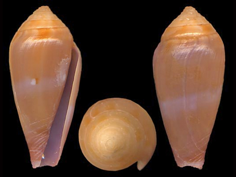 Conus (Splinoconus) nucleus  Reeve, 1848 I_nucl10