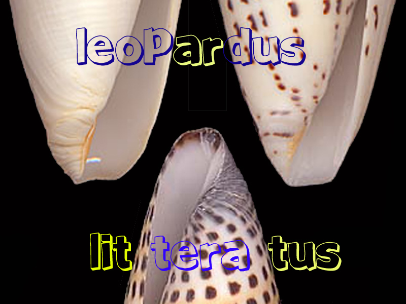 Conidae Conus (Lithoconus) leopardus f. millepunctatus  (Lamarck, 1822) Leopar10