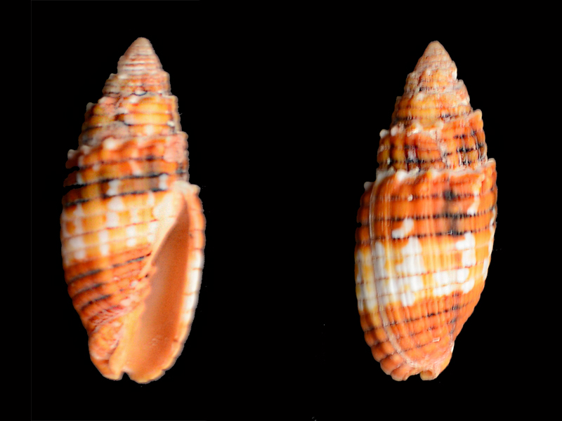 Quasimitra puncticulata (Lamarck, 1811)  Mitra10