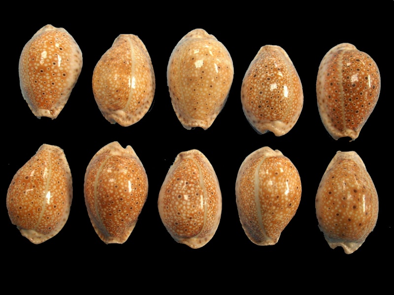 Naria ocellata - (Linnaeus, 1758) Ocella10