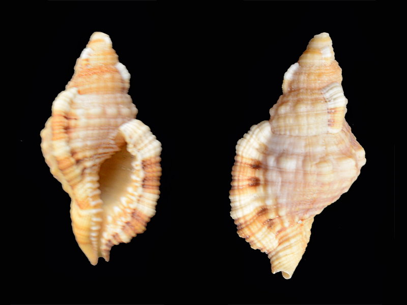 Monoplex aquatilis (Reeve, 1844) Pg-0510