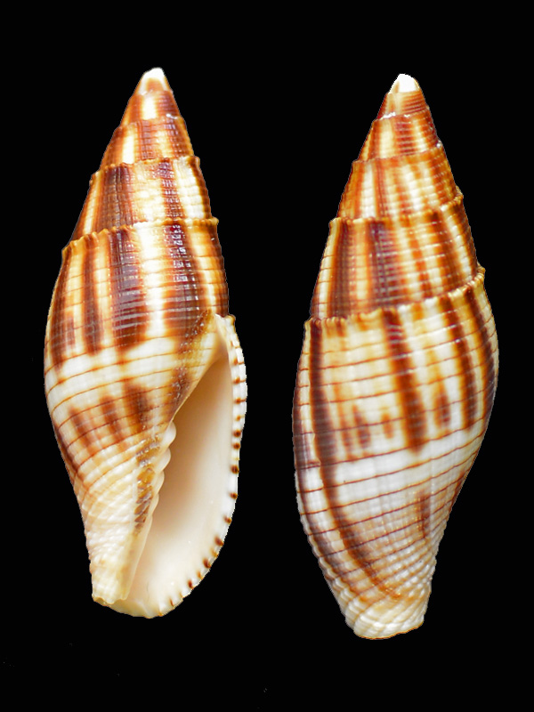 Nebularia eremitarum (Röding, 1798) Pg-17b10