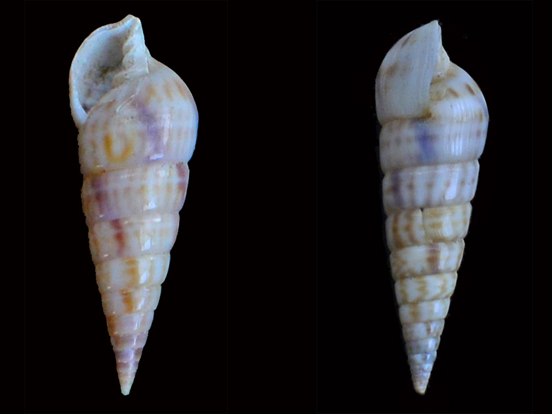 Pyramidella maculosa Lamarck, 1822 Pg2-0210