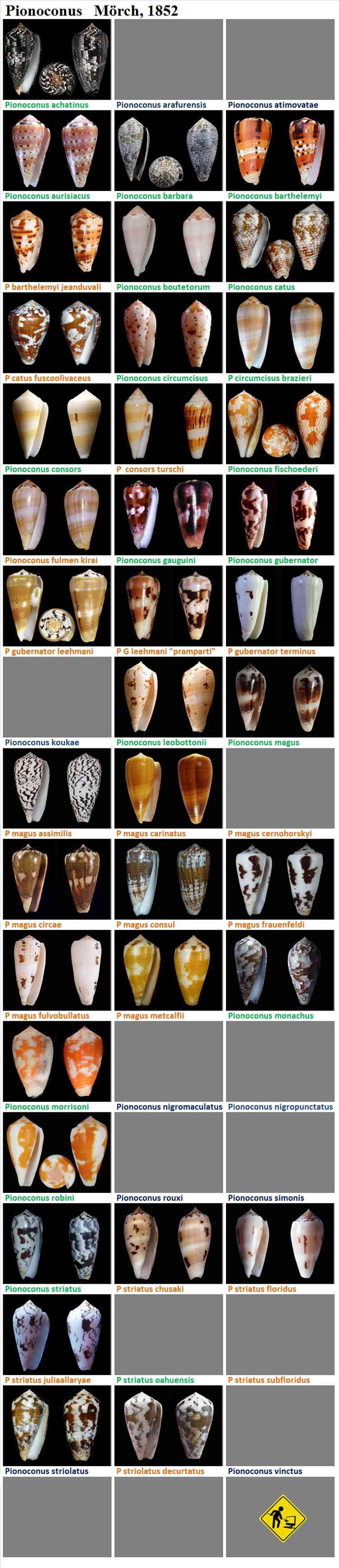  Conidae Conus (Pionoconus) - Le genre, ses espèces, la planche - MAJ 2019/01/25 Pionoc10