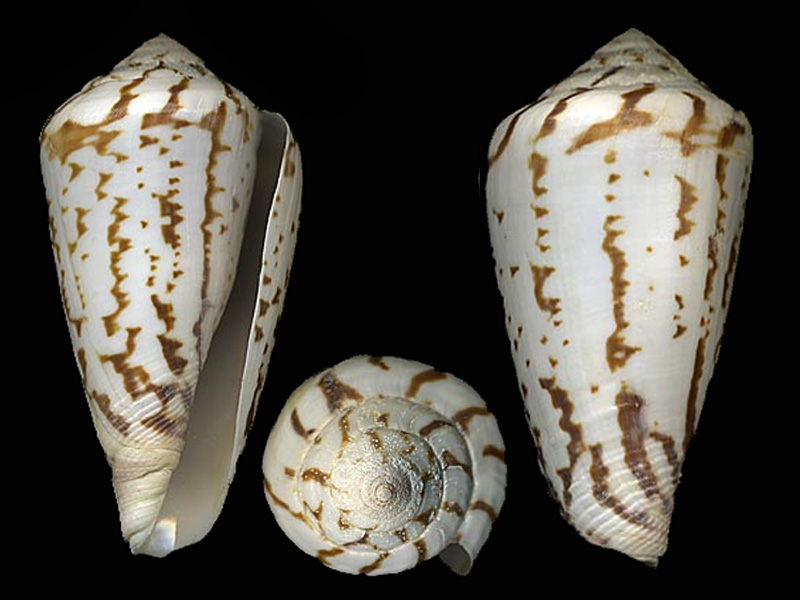 algoensis - Conus (Sciteconus) algoensis simplex   GB Sowerby II, 1858 S_algo10