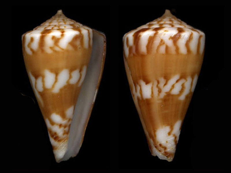 Conus (Splinoconus) capitanellus  Fulton, 1938 S_capi10