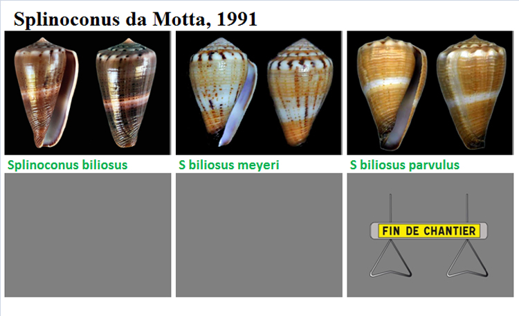   Conidae Conus (Splinoconus) - Le genre ses espèces la planche MAJ 2018/12/05 Splino10