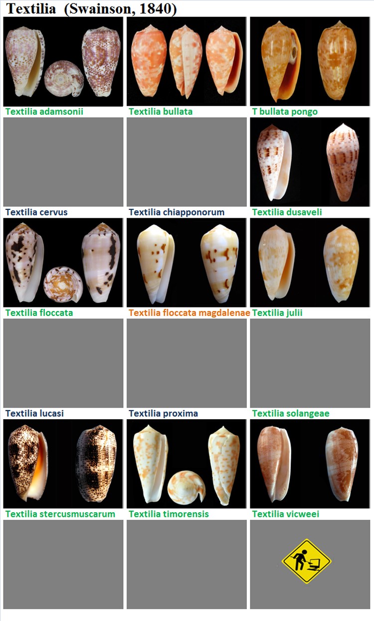  Conidae Conus (Textilia) - Le genre, ses espèces, la planche MAJ2019/02/15 Textil10