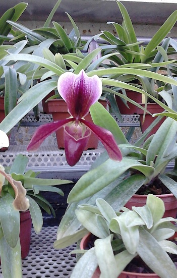 Paphiopedilum hybrides anciens et botanique 410