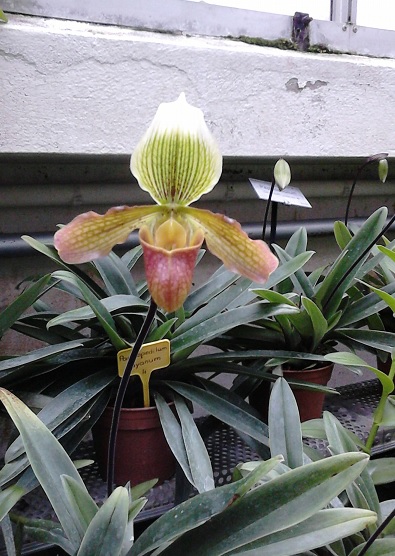 Paphiopedilum hybrides anciens et botanique 610