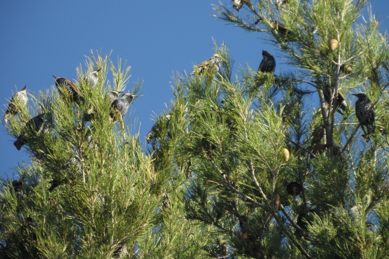 Oiseaux de nos jardins - Page 8 00510