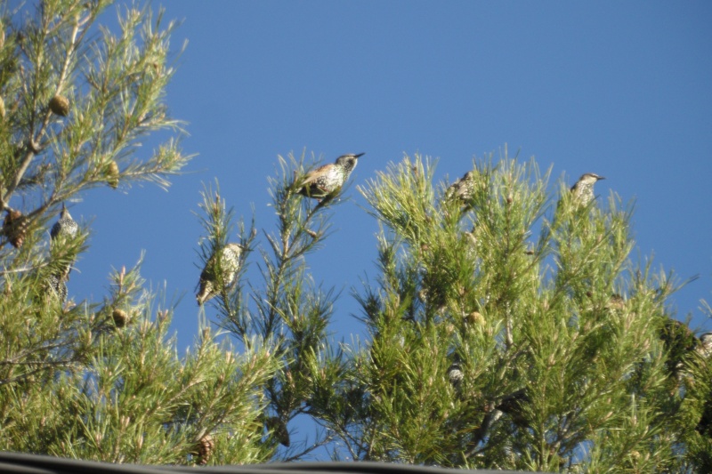 Oiseaux de nos jardins - Page 8 00610