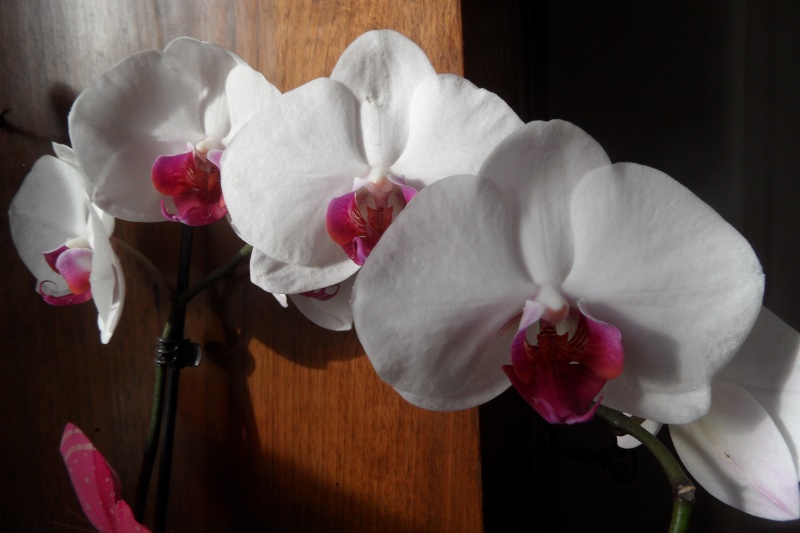 floraisons des orchidées - Page 35 01310
