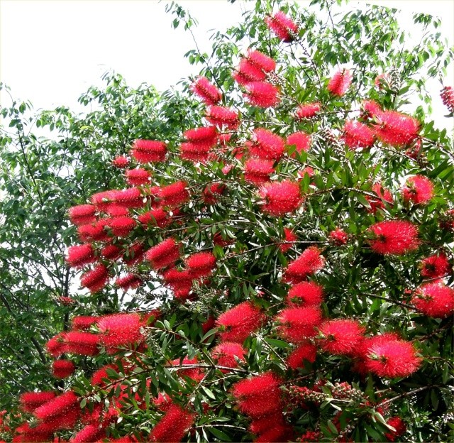 Callistemon citrinus 'Splendens' ? [identification] Callis11