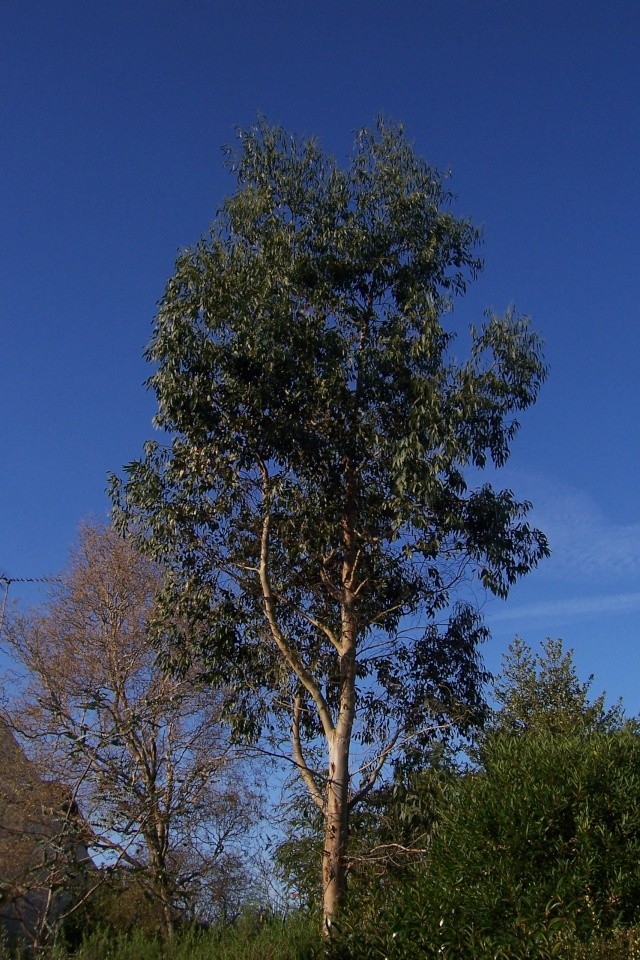 Eucalyptus gunnii Eucaly11