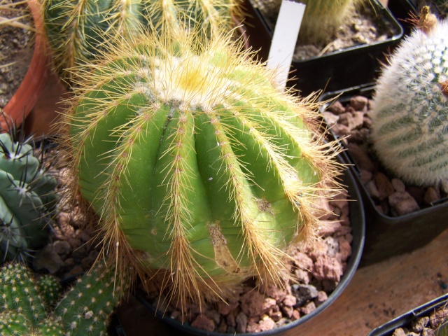 Notocactus magnificus Parodi11