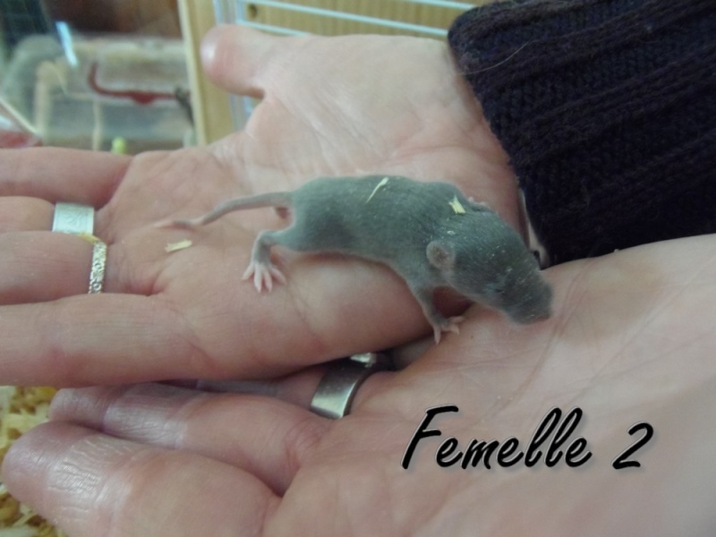 Des bébés souris pour compagnie ? Femell12