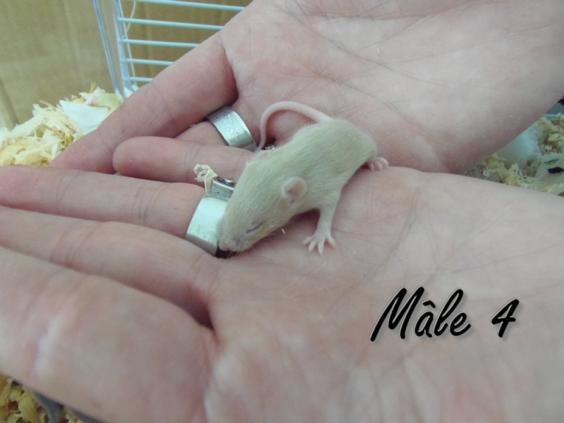 Des bébés souris pour compagnie ? Myle_411