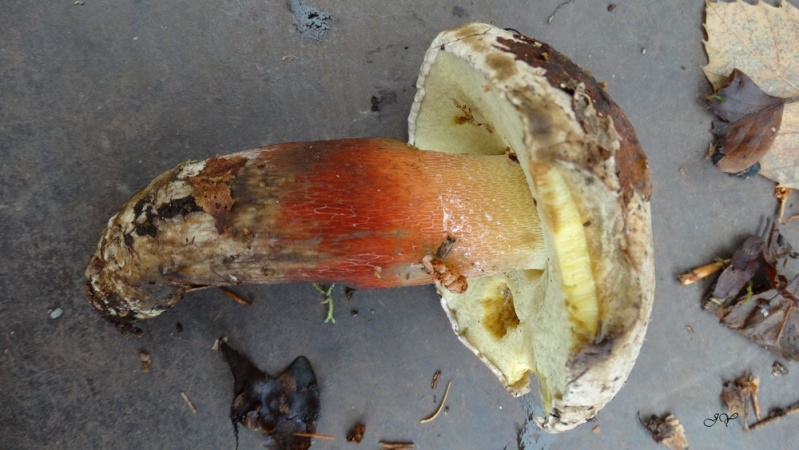 Boletus satanas ?  [Bolet à beau pied - Boletus calopus]. Boletu10