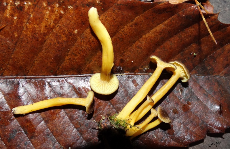 Chanterelle jaunissante.[Craterellus tubaeformis - chanterelle en tube.].s  Chante10