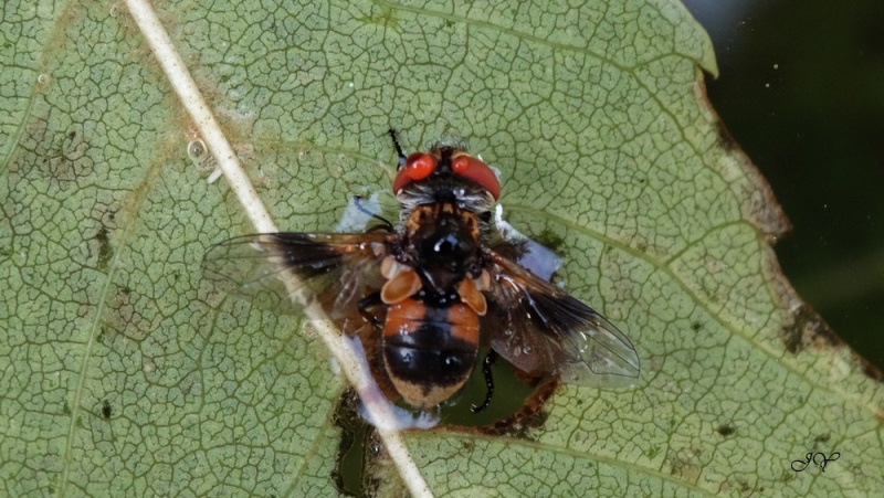 Ectophasia crassipennis. Dsc01715