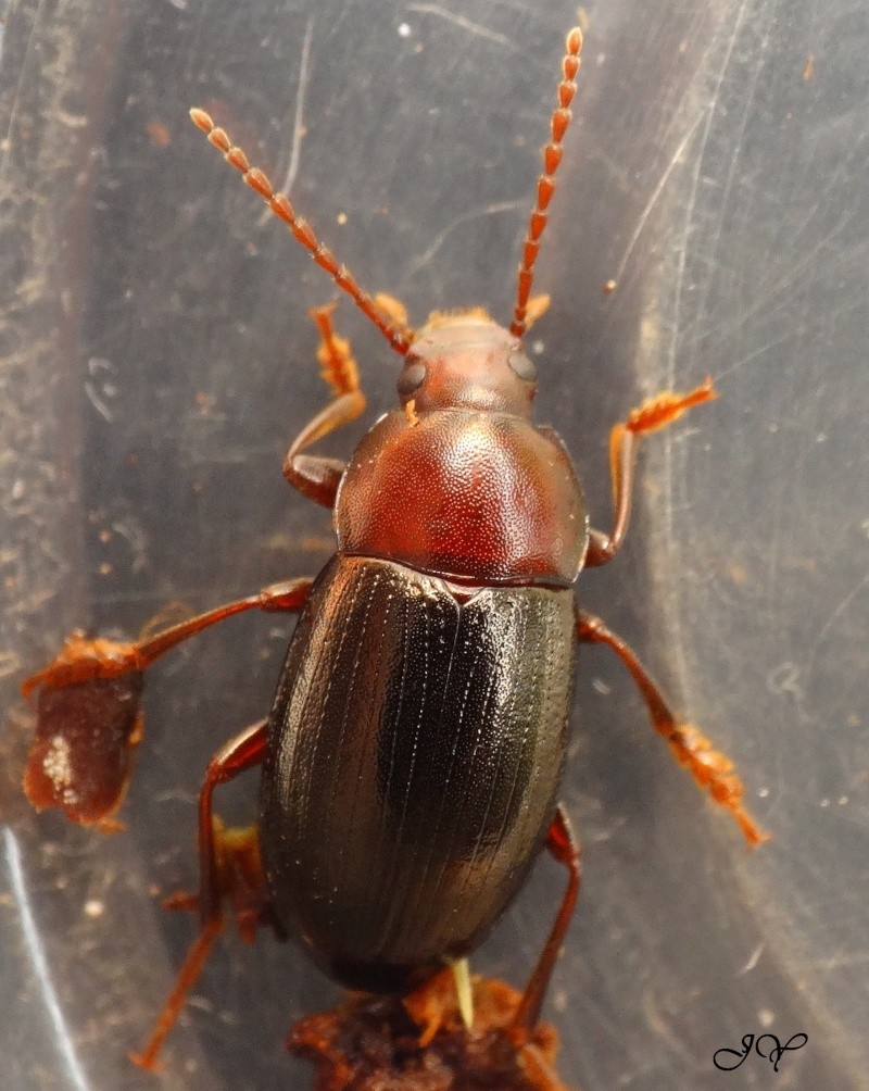 Carabidae.[ tenebrionidae.] Dsc02810