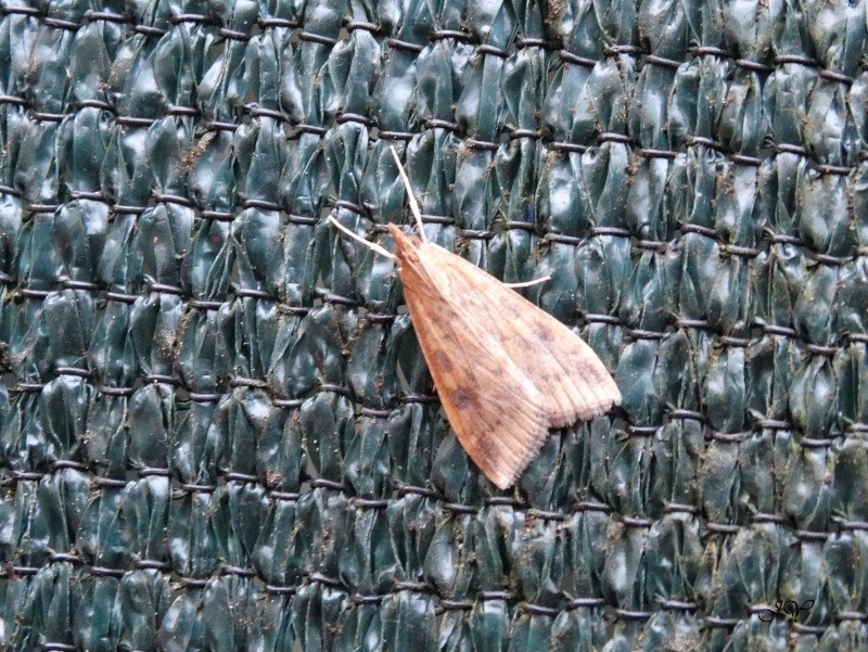 Papillon de décembre : Udea ferrugalis Dsc03316