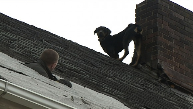 Un pompier sauve et adopte un chien bloqué pendant 3 jours ! Isis10